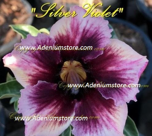 (image for) Adenium Silver Violet 5 Seeds - Click Image to Close